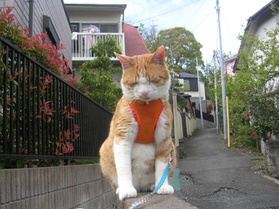 ���g�����L�E���܂̂��U������