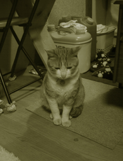 ���g�����L�E���܂̂��U������