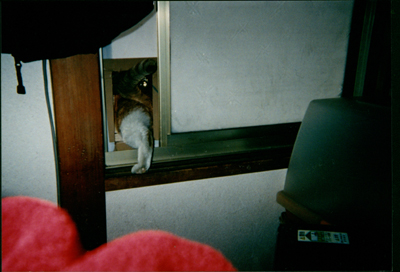 ���g�����L�E���܂̂��U������