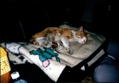 ���g�����L�E���܂̂��U������