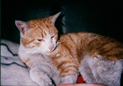 ���g�����L�E���܂̂��U������