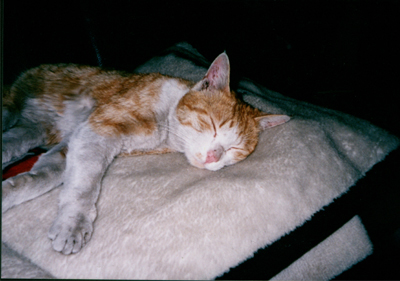 ���g�����L�E���܂̂��U������