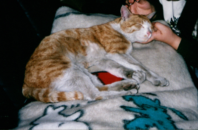 ���g�����L�E���܂̂��U������