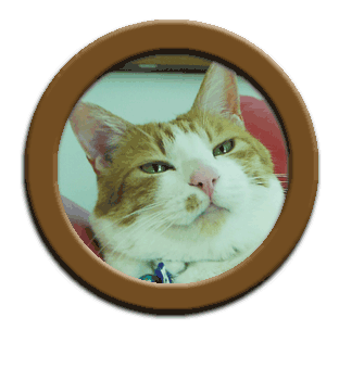 ���g�����L���܁@cat wallpaper�@�L�ǎ�