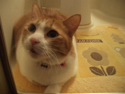 ���g�����L