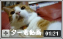 猫動画・猫のお散歩