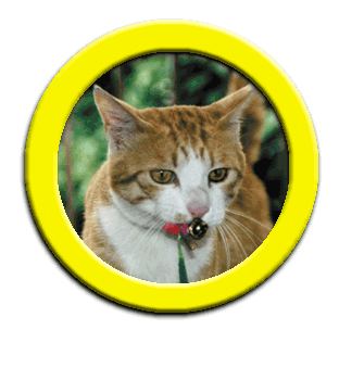 ���g�����L�����@�b�`�s�@�o�g�n�s�n