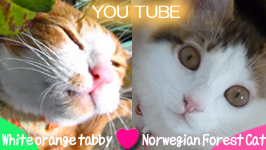 ���ה��L�̂��܂ƏE���L�܂��2�j��������