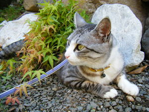 ���U���L��y�� No.1 ���N