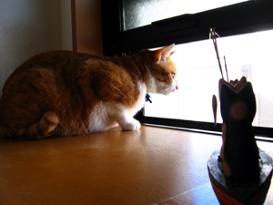 茶トラ白猫たま