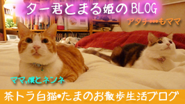茶トラ白猫・たまのお散歩生活ブログ